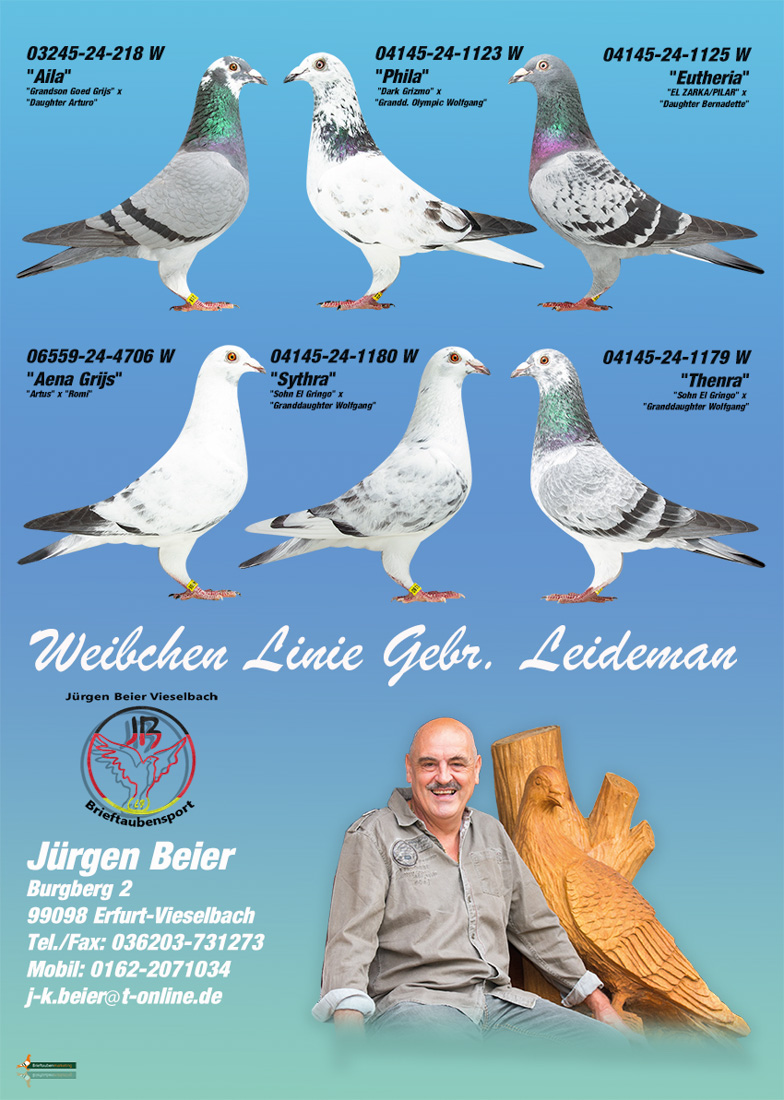Weibchen Leideman