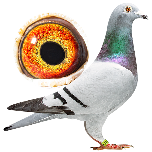 09205 23 1279W800 200